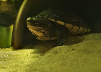 Kinosternon leucostomum Weissmaul-Klappschildkröte Kopf Hals
