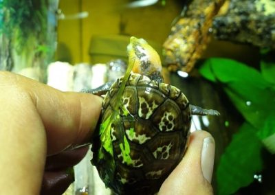 Kinosternon leucostomum Weissmaul-Klappschildkröte Kopfzeichnung gelb