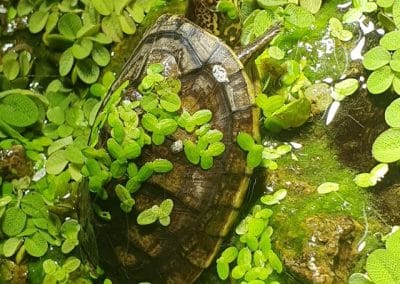 Kinosternon acutum Nachzucht am Land mit Pflanzen am Panzer