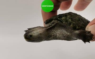 Malaclemys terrapin centrata – Diamantschildkröten Nachzuchten