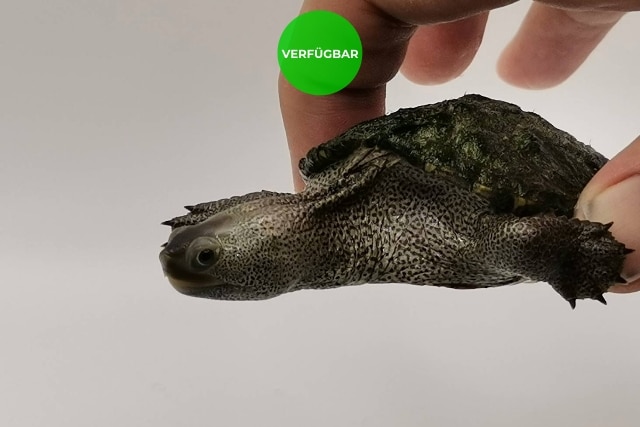 Malaclemys terrapin centrata Diamantschildkröten Nachzuchten kaufen Bild