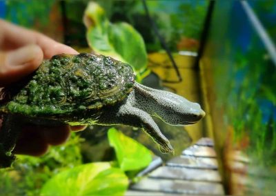 Malaclemys terrapin centrata Diamantschildkröten Nachzucht Algen auf dem Panzer