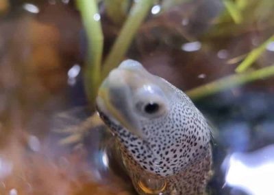 Malaclemys terrapin centrata Diamantschildkröten Nachzucht Kopf - Schaut neugierig aus dem Wasser