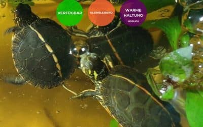 Chrysemys picta dorsalis – Rückenstreifen Zierschildkröte Nachzuchten