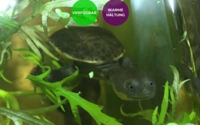 Chelodina rugosa oblonga siebenrocki – Siebenrocks Schlangenhalsschildkröten Nachzuchten