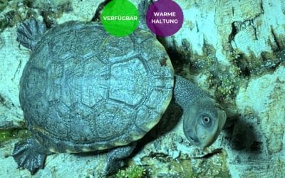 Chelodina novaeguineae (gunaleni) – Weissnasen Schlangenhalsschildkröte Nachzuchten
