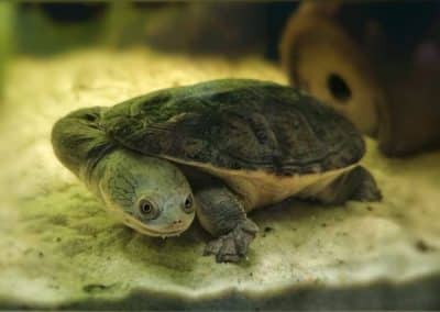 Chelodina siebenrocki Nachzucht kaufen Bild