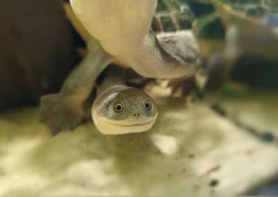 Chelodina siebenrocki rugosa oblonga Siebenrocks-Schlangenhalsschildkröten Nachzuchten
