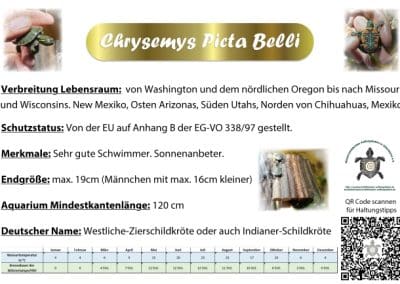 Chrysemys picta bellii Schild Informationen Haltung Details