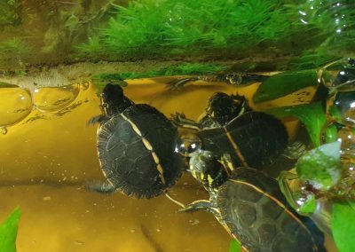 chrysemys picta dorsalis nachzuchten im wasser