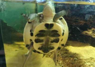 Cuora amboinensis Schildkröte mit Herz hearth Nachzucht Baby schwimmt