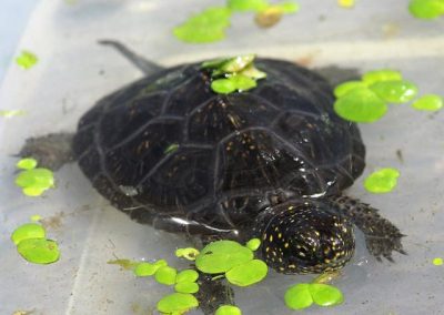 Europäische Sumpfschildkröte Emys orbicularis Teichschildkröte Deutschland