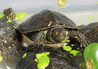 Europäische Sumpfschildkröte Emys orbicularis Teichschildkröte Nachzuchten Babys Deutschland