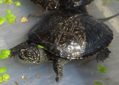 Europäische Sumpfschildkröte Emys orbicularis Teichschildkröte Nachzuchten Kopf Oberpanzer