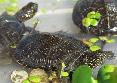 Europäische Sumpfschildkröte Emys orbicularis Teichschildkröte Nachzuchten Mehrere