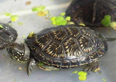 Europäische Sumpfschildkröte Emys orbicularis Teichschildkröte Nachzucht Oberpanzer Kopf