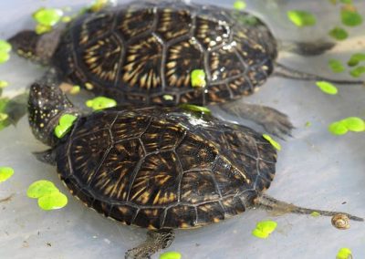 Europäische Sumpfschildkröte Emys orbicularis Teichschildkröte zwei Nachzuchten