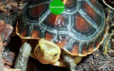 Cuora flavomarginata – Gelbrand-Scharnierschildkröte Nachzuchten