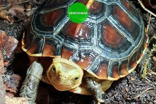 gelbrand scharnierschildkröte Cuora flavomarginata Nachzucht kaufen