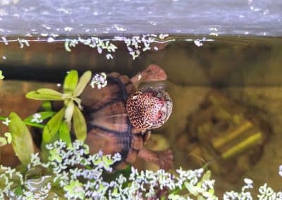Tabasco-Klappschildkröte im neuen Zuhause bei Sandra Koch 1