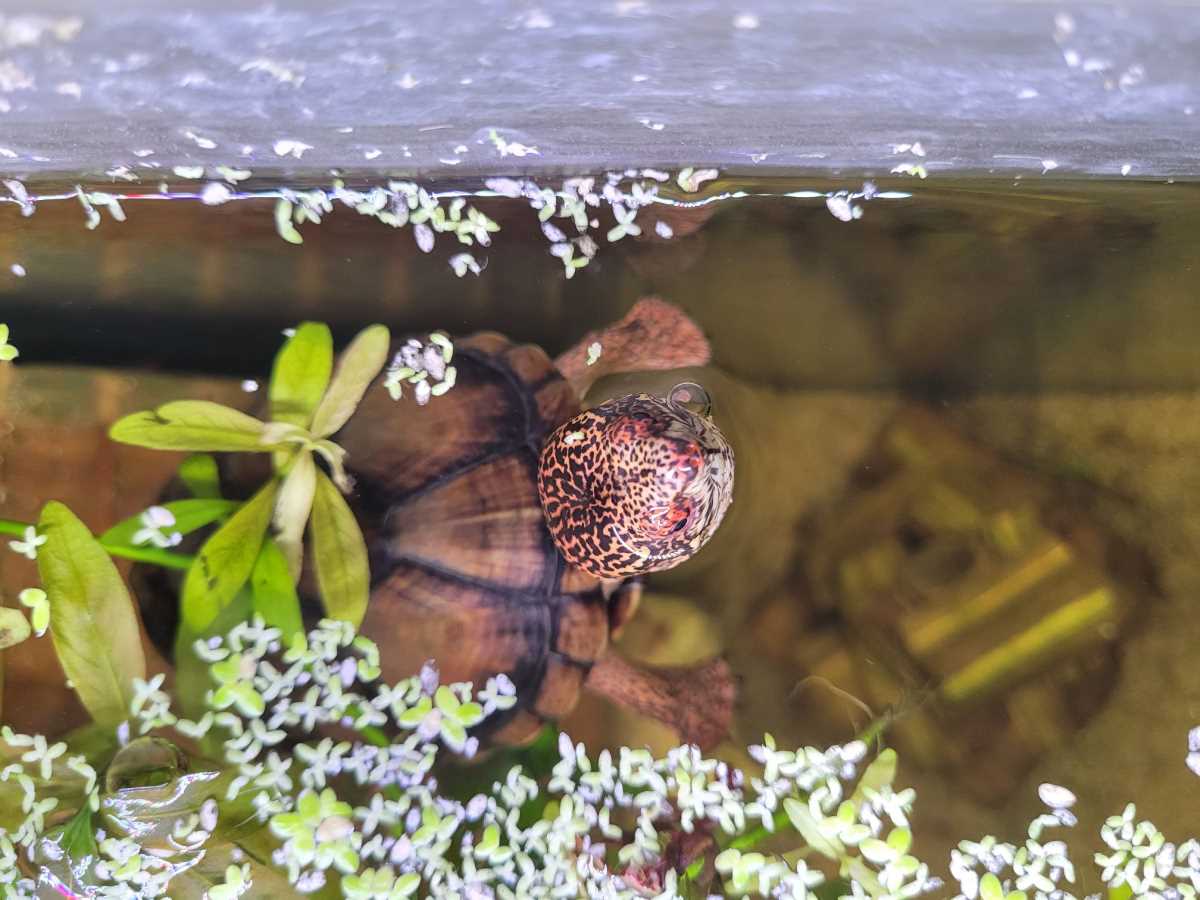 Kinosternon acutum Nachzuchten Vermittlung