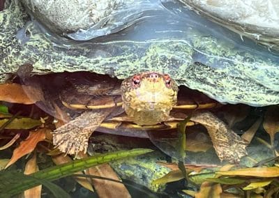 kinosternon acutum tabasco klappschildkroete in hoehle Mandy Hubka 3