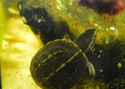 Kinosternon baurii Dreistreifen-Klappschildkröte Nachzucht Baby frisst