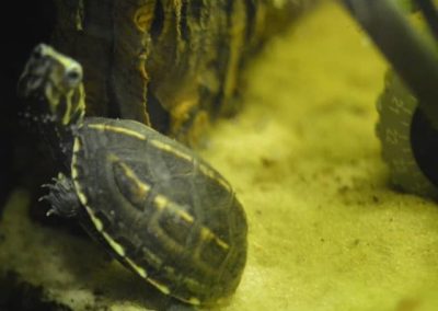 Kinosternon baurii Dreistreifen-Klappschildkröte Nachzucht Baby kleinbleibend Mini-Schildkröte