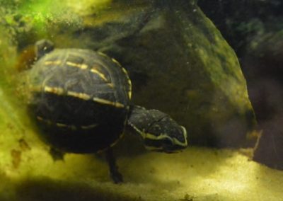 Kinosternon baurii Dreistreifen-Klappschildkröte Nachzucht Baby kleinbleibend Oberpanzer Kopf Hals