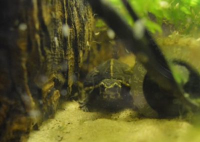 Schöne Kinosternon baurii Dreistreifen-Klappschildkröte Nachzucht schaut neugierig