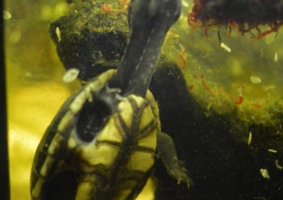 Kinosternon baurii Dreistreifen-Klappschildkröte Nachzucht Baby kleinbleibend Unterpanzer Plastron