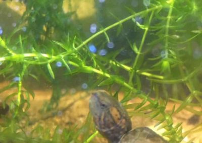 Kinosternon cruentatum rotwangen Klappschildkröte Nachzuchten Kopf Hals