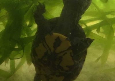 Kinosternon cruentatum rotwangen Klappschildkröte Nachzucht Baby atmet nach Schlupf das erste mal