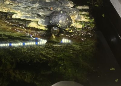 Kinosternon cruentatum rotwangen Klappschildkröte Nachzucht Baby kleinbleibend am Land