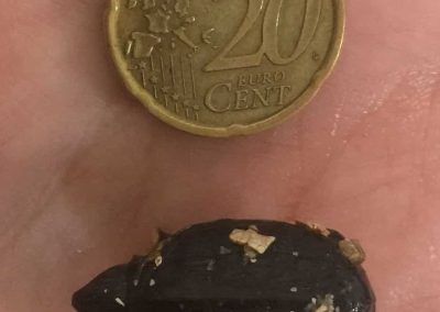 Kinosternon cruentatum rotwangen Klappschildkröte Nachzucht Baby Größenvergleich mit einer Münze