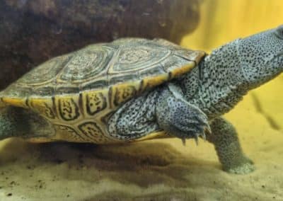 Malaclemys terrapin centrata Diamantschildkröten Nachzucht Komplett zu sehen