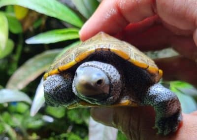 Malaclemys terrapin centrata Diamantschildkröten Nachzucht Kopf Hals Frontaufnahme