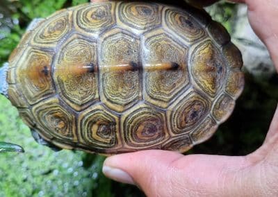 Malaclemys terrapin centrata Diamantschildkröten Nachzucht Oberpanzer