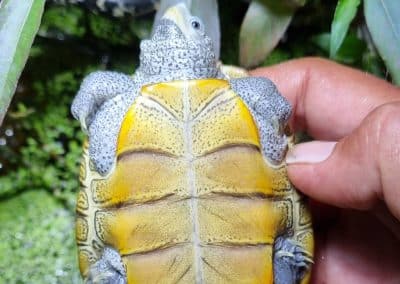 Malaclemys terrapin centrata Diamantschildkröten Nachzucht Unterpanzer Plastron