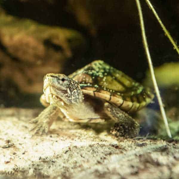 Wasserschildkröten Vermittlung - Nachzuchten und erwachsene