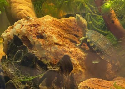 Weisskehl-klappschildkröte Kinosternon albogulare Nachzuchten von Deniel Walter 2