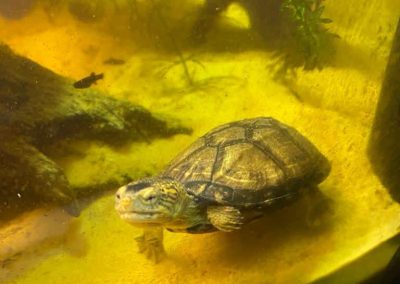 Weisskehl-klappschildkröte Kinosternon albogulare Nachzuchten von Deniel Walter