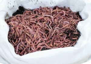 Dendrobena Futterwürmer