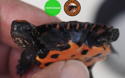 Mauremys Nigricans – Chinesische Rothalsschildkröte Nachzuchten