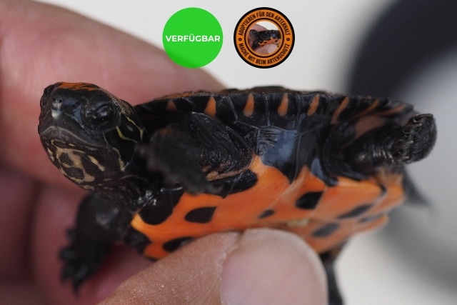 Chinesische Rothalsschildkröte Mauremys nigricans Nachzuchten kaufen