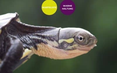 Mauremys Mutica – Gelbe Sumpfschildkröte Nachzuchten Warteliste