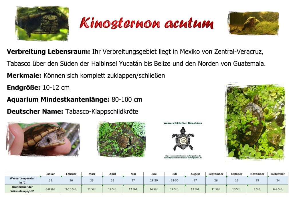 Kinosternon acutum Informationsschild Haltung Infos