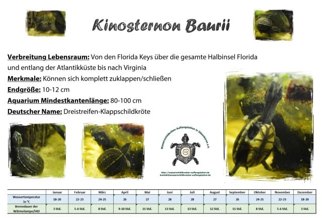 Kinosternon baurii Informationsschild Haltung Infos