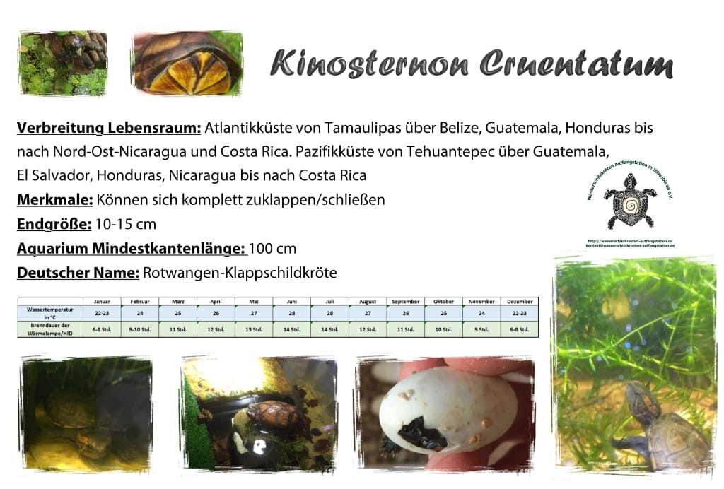 Kinosternon cruentatum Informationsschild Haltung Infos