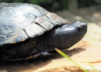 Melanismus bei trachemys scripta Bock